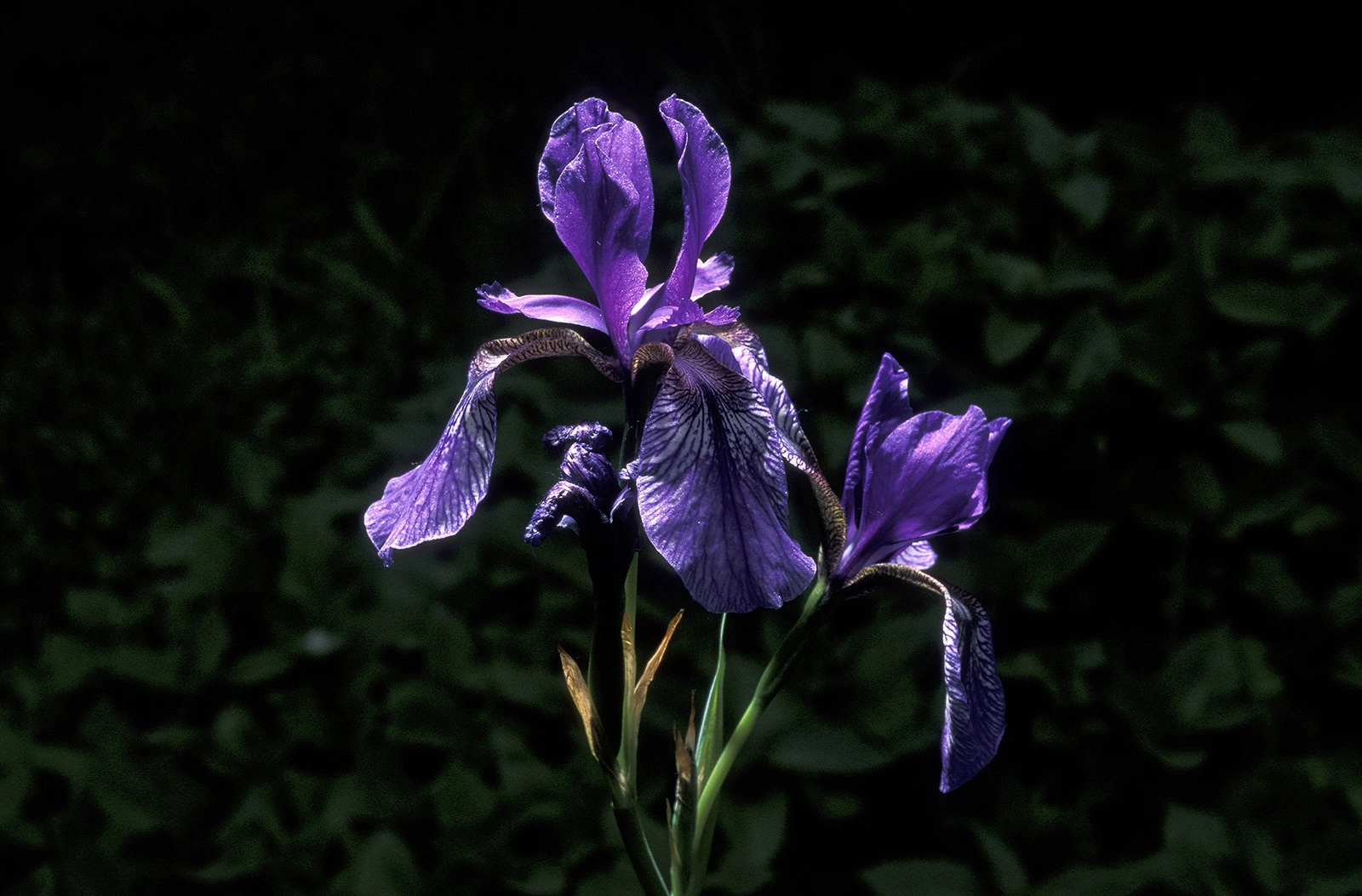 Photo Maurizio Broglio - Iris sibirica